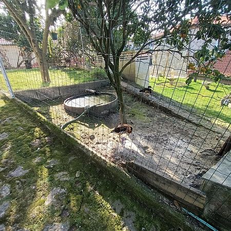 Apartament Casa De Santa Luzia A Vila Praia de Âncora Zewnętrze zdjęcie
